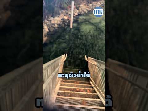 อย่ากระโดดลงน้ำโดยไม่มีแว่นพิเศษนี้เด็ดขาด