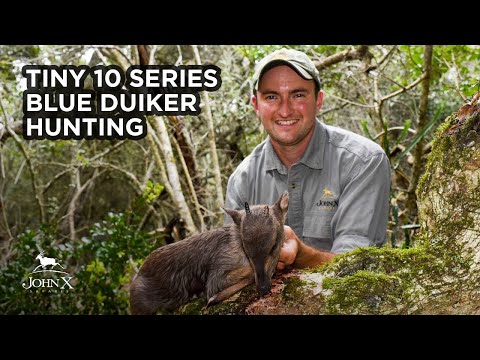 Tiny 10 Series - Blue Duiker Hunting | John X Safaris