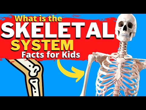 What is the SKELETAL System? - How Do Bones Work?