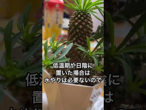 植物に水をやるのに白酢を使用できますか?はい、いいえ  庭園