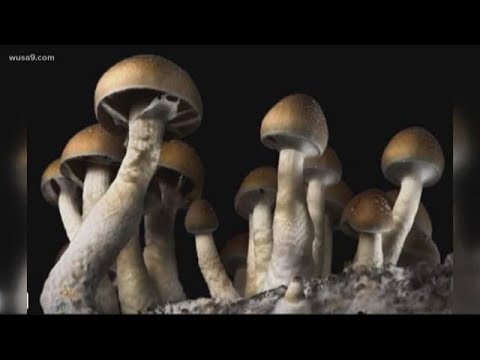Wise: It's premature for DC to treat Psilocybin as harmless and medicinally helpful as marijuana