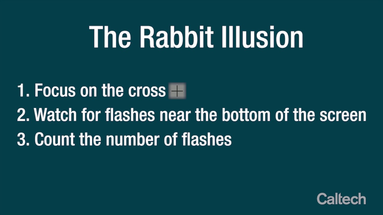 The Rabbit Illusion - YouTube
