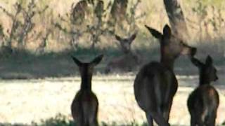 preview picture of video 'Una grande famiglia di cervi da vicino - Bosco Mesola - Goro (Fe).'