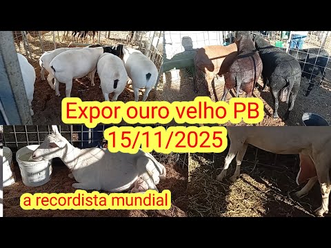 Expor ouro velho PB 15/11/2025
