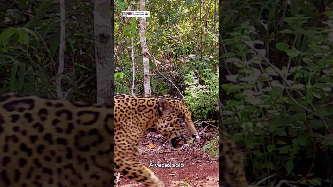 Trivia del jaguar: pon a prueba tu conocimiento #jaguartequierovivo #jaguar #bolivia