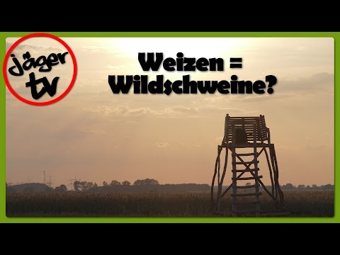 Jagd auf Wildschweine im Weizen