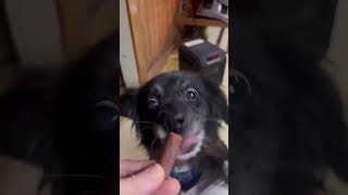 Video preview image #1 Chiranian Puppy For Sale in Westwood, NJ, USA