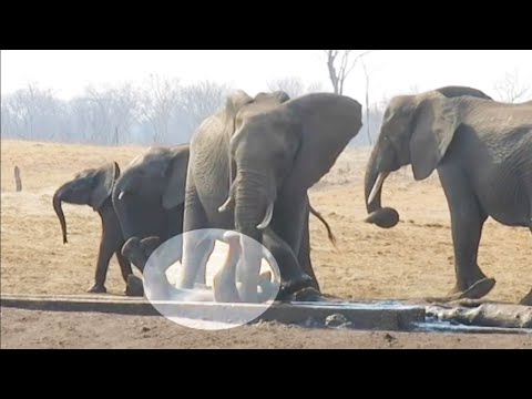 Baby Elephant Is At Risk Of Death, But What This Unfamiliar Elephant Cow Does Is Unbelievable