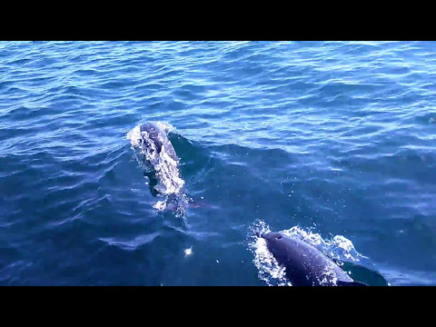 Dolphins on the way from Panama to Galapagos - s/y SunSuSea in Oyster WR 2017