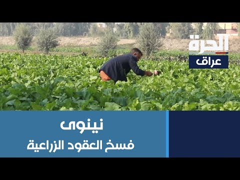 شاهد بالفيديو.. مزارعو نينوى يتخوفون من مقترح حكومي بفسخ العقود الزراعية