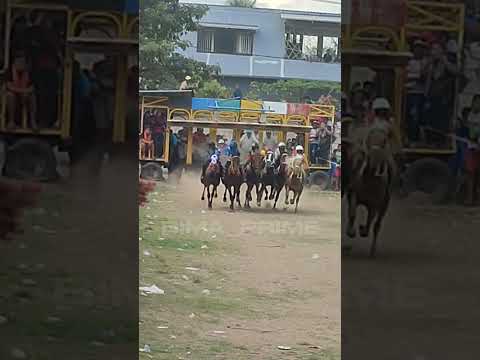 pacuan kuda panda-bima 2025