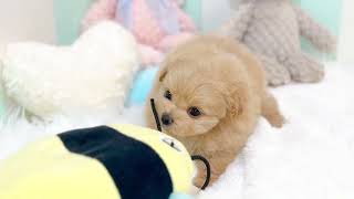ハーフ犬の動画01