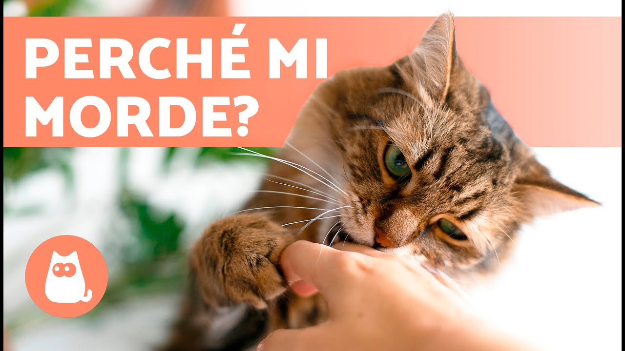 Watch Now Perché il mio GATTO MI MORDE 🐱 (6 motivi) Perché il mio GATTO MI MORDE 🐱 (6 motivi)