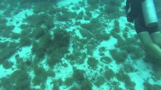 Dive #4 in Pedernalis Aruba for the Open Water diver certification