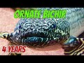 Ornate Bichir - 4 Years of Growth (Polypterus ornatipinnis)