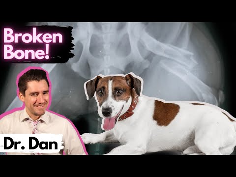 YouTube video about: Can a dogs broken leg heal on its own?