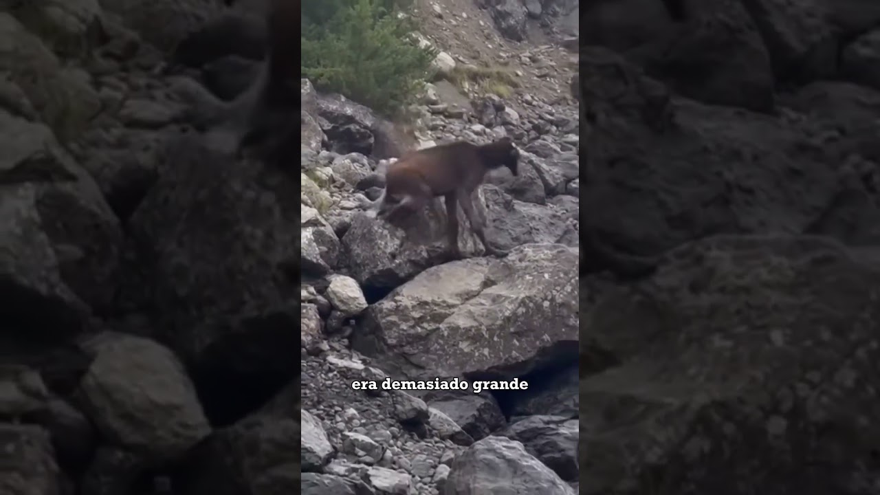 Chupacabra Sightings Video Thumbnail