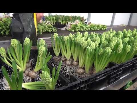 Hydroponic Flower Farming Technology   Greenhouse Farming Hydroponic Flower