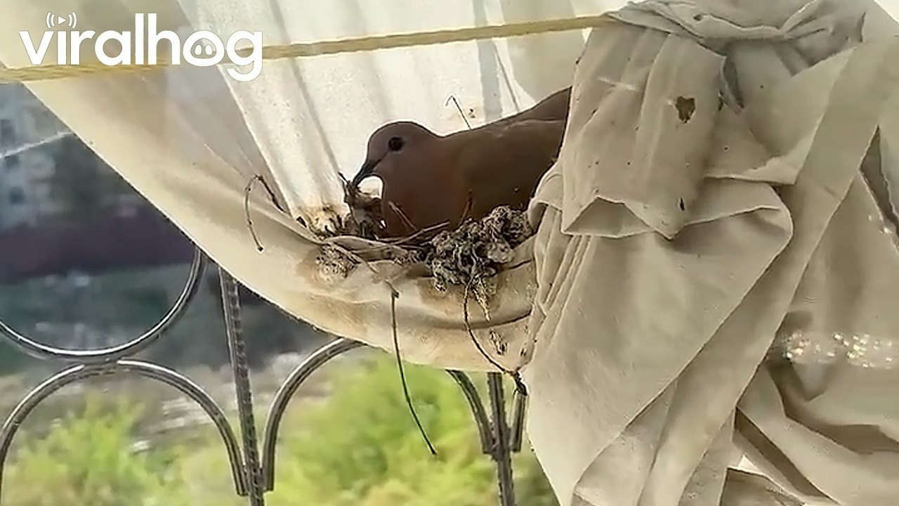 Pigeon Builds a Nest in Window Curtain || ViralHog