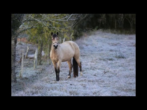 Top 5 NEVE Destinations in SANTA CATARINA You Can't Miss