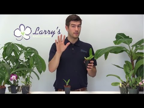 Cattleya Alliance SEEDLING Growing Guide