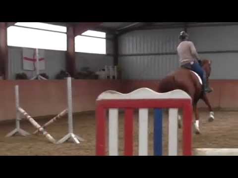 Cardino x Carthago, geb. 2010  *Springen*