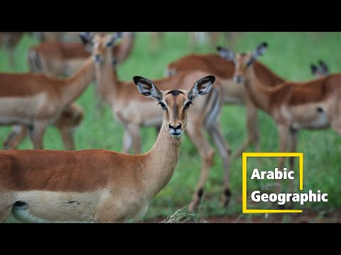 , title : 'الغزال الحيوان الرشيق وأنواعه | الحيوانات والحياة البرية'