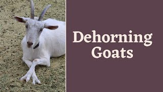 Dehorning adults goats banding horns