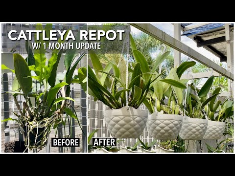 CATTLEYA REPOT | Repotting + Tips | How To Repot An Orchid | How To Make Cattleya Straight