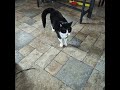 The Angry Cat Returns
