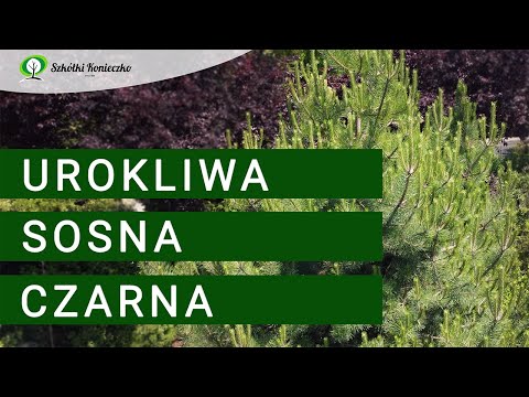 Sosna czarna - drzewo iglaste do ogrodu