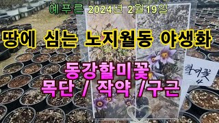 24년2.19) 노지월동꽃 야생화  (동강할미꽃 /구근/ 목단.작약)