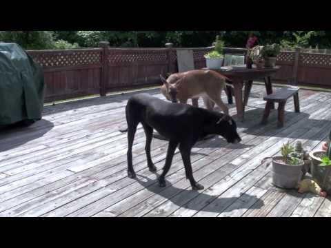 This Dog and Deer Are Dear, Dear Friends