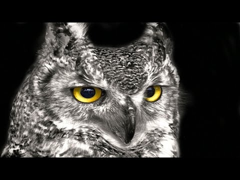 Simon O'Shine. Mark Pledger &  Melinda Gareh. Your World Stands Still.