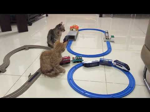 Cats and trains