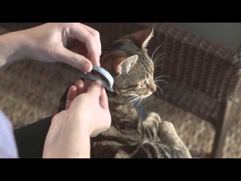 How to Use Seresto for Cats - HD