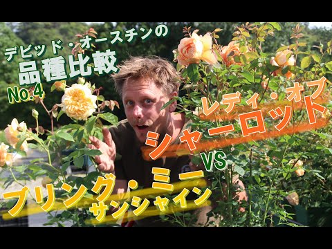 フランクリンエラ・オクシデンタリスについて詳しく解説