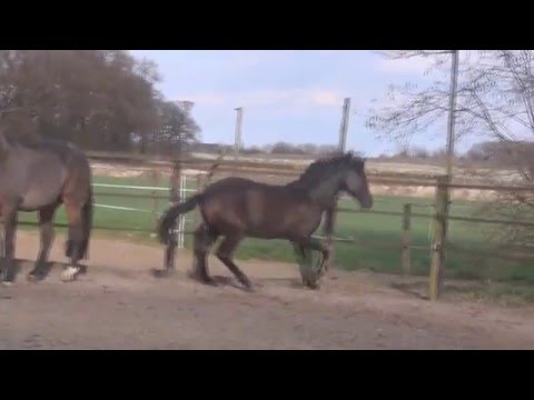 CADEAU CELESTE (Cadeau Noir x Wolkenstein II - Matcho AA) - 1 year old