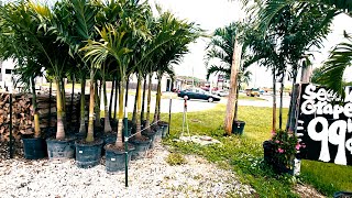 Best Palm Tree Nursery and Plant Haul