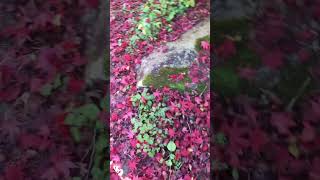 秋の音🍁 #shorts #asmr #自然 #アウトドア #紅葉🍁 #秋