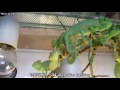 Chameleon Pi Lifes Small Joys