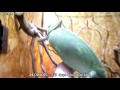Chameleon Pi Lifes Small Joys