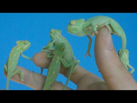 Chameleon Pi Lifes Small Joys