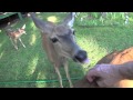 Heart Massage For Wild Deer In The Yard