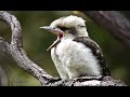 Baby Kookaburra learning to laugh - very cute