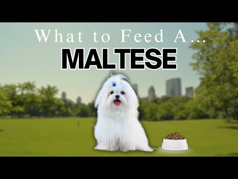 Are You Feeding Your Maltese Wrong? BEST Dog Food for Your Dog