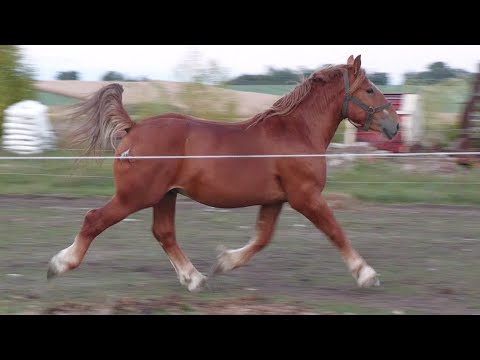 Caii domnului Feldoși Nelu de la Santău - Satu Mare