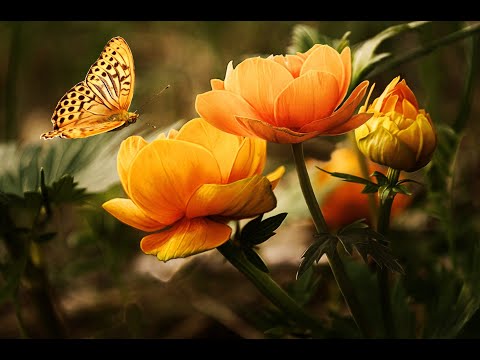 Hour from calm & Relaxing music with Beautiful videos of Butterflies and flower