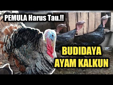, title : 'Tips Dan Cara Budidaya Ayam Kalkun Bagi Pemula'