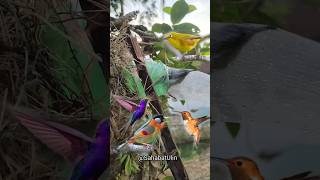 Download lagu THE EASIEST WAY TO CATCH BIRDS USING BOTTLES AND PLASTIC BESTIEE mp3
